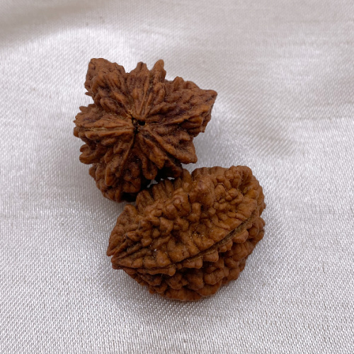 Three-eyed Rudraksha Seed - Medium 9-13 mm