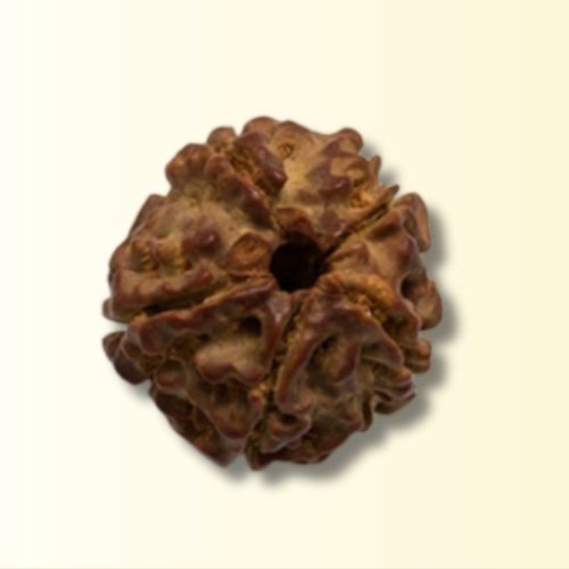 Five-eyed Rudraksha