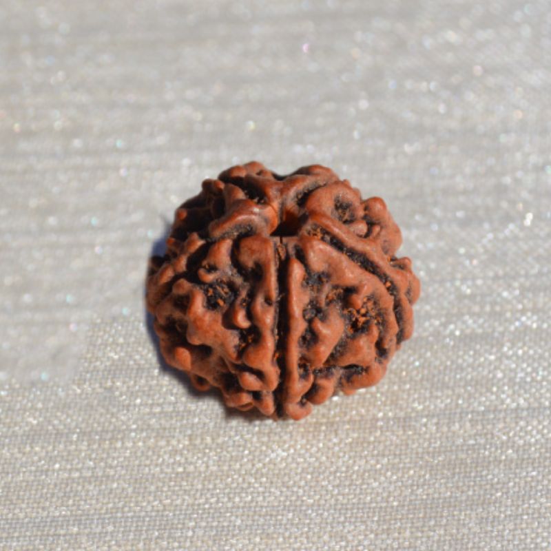 Manasarovar Rudraksha