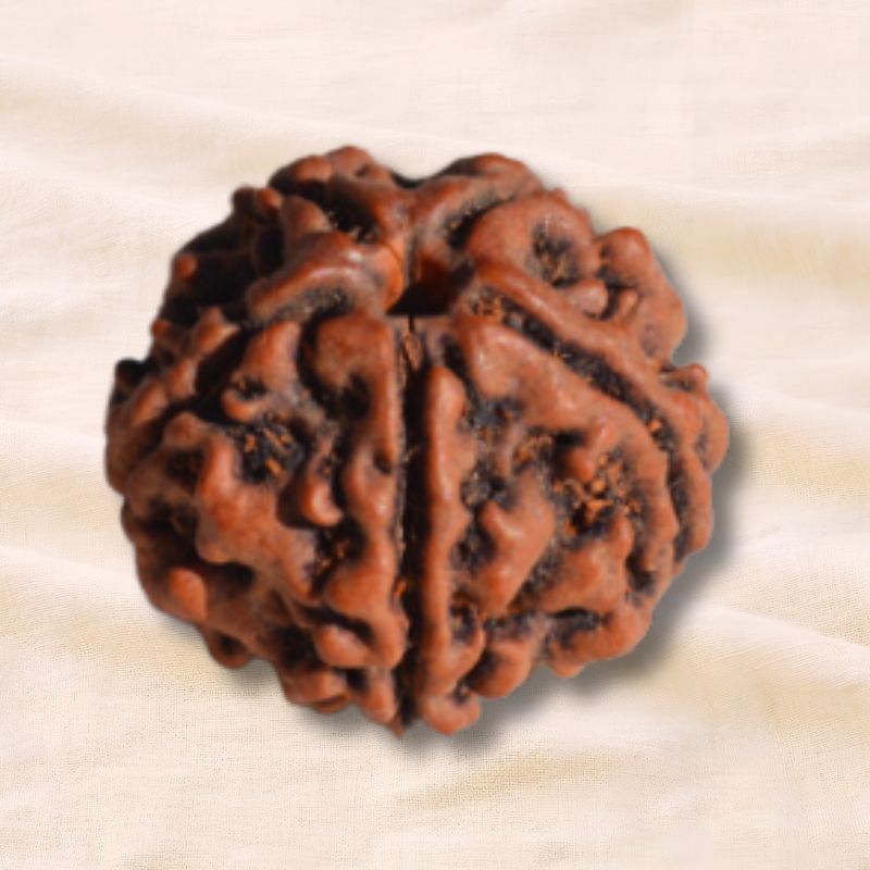 Five-eyed Rudraksha from Lake Manasarovar
